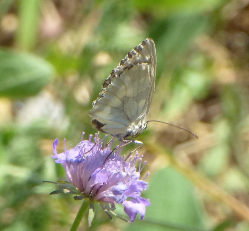Melanargia Galathea Femmina forma Leucomelas Esper